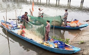 Dong thuyền ra sông ở Vĩnh Long tung lưới vây bắt loại cá xưa 