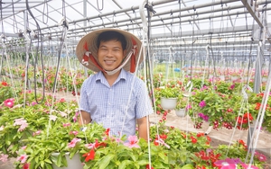 Quỹ Hỗ trợ nông dân là nguồn cung cấp vốn giúp nông dân Đà Nẵng liên kết sản xuất nông sản hàng hóa