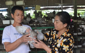 Nuôi loài chim xinh xắn, chị nông dân Thái Bình nhàn tênh mà thu 15 - 20 triệu đồng/tháng