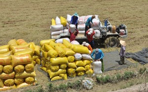 Bộ Công Thương và Bộ NNPTNT đồng loạt khẳng định không thiếu gạo, có thể xuất khẩu tới 7,5 triệu tấn gạo