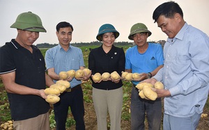 Liên kết trong sản xuất nông nghiệp, thúc đẩy xây dựng nông thôn mới ở Minh Hòa