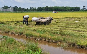 Lúa hè thu vừa thu hoạch đã có thương lái chờ sẵn đặt cọc giá cao, nông dân Tây Ninh mừng ra mặt