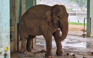 Giám đốc Vườn thú Hà Nội nói gì trước việc voi bị xích chân dù có hàng rào điện?