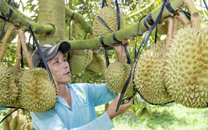 Vùng đất này của Khánh Hòa thơm lừng mùi sầu riêng, thương lái tấp nập, chốt giá liên tục, có nhà thu tiền tỷ