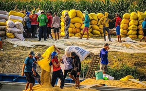 Giá gạo xuất khẩu Việt Nam chính thức vượt 600 USD/tấn, cao nhất mọi thời đại