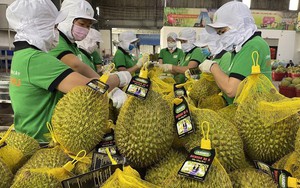 Xuất khẩu rau quả “bùng nổ”, Việt Nam có thể thu 5 tỷ USD