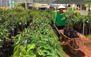 Sản xuất, kinh doanh giống cây trồng tự phát ở Đắk Nông, nguy cơ cao về nạn cây rởm, kém chất lượng