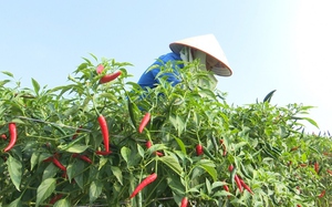 Nông dân một huyện trung du Phú Thọ sản xuất nông nghiệp hàng hóa, nhiều nhà đang khá giả lên