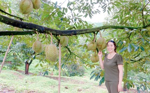 Ở Lâm Đồng có vườn trồng loại sầu riêng gì mà nhìn đâu cũng thấy trái, thương lái mua cả vườn giá 1,1 tỷ