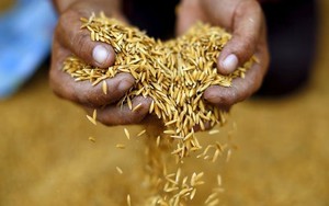 Thái Lan sẽ không hạn chế xuất khẩu gạo để tận dụng cơ hội