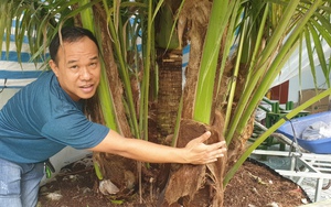 Siêu lạ cây dừa "sinh 9" ở Bến Tre đã 5 năm tuổi, trả 100 triệu đồng nhưng chủ nhân không bán