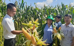 Doanh nghiệp cần hàng triệu tấn thức ăn chăn nuôi, tỉnh Gia Lai tổ chức mời gọi đầu tư vùng nguyên liệu