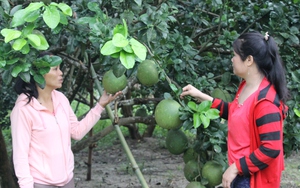 Làng Bác Hồ ở Khánh Hòa (Bài 2): Làng cách mạng thành làng trù phú, có trái cây đặc sản vạn người mê