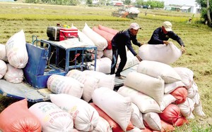 Giá gạo tăng quá nhanh, VFA kiến nghị Thủ tướng bổ sung cơ chế quy định giá sàn xuất khẩu gạo