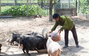 Ở một nơi ở Ninh Thuận, nông dân nuôi loại heo gì mà bán giá cao, nuôi lại nhàn hơn?