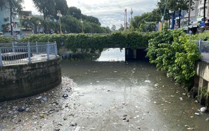 Sau mưa lớn, kênh Nhiêu Lộc - Thị Nghè đầy rác thải, xác động vật chết