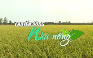 Chuyển động Nhà nông 11/9: Tiền Giang bỏ vụ lúa thu đông ở vùng ngọt hóa Gò Công