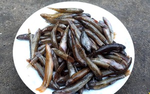 Mâm cao cỗ đầy có khi dễ quên, chứ đã ăn cá suối Bình Liêu ở Quảng Ninh nhớ mùi nhớ vị