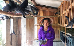 Nông dân Quảng Bình nuôi chim bồ câu thu nhập trăm triệu/năm từ vốn vay tín dụng chính sách