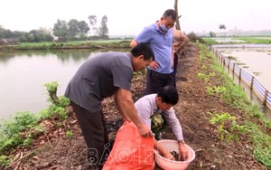 Nơi này ở Hà Nam, nông dân quây bạt ngoài đồng nuôi con vật đặc sản gì mà nhiều người đến xem?