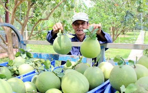 Hội Nông dân Đồng Nai góp thành tích giúp tỉnh đứng đầu cả nước về nông thôn mới kiểu mẫu