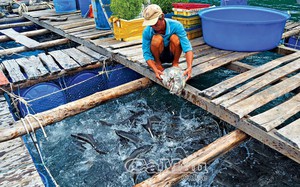 Ở một hòn đảo cách bờ Cà Mau hơn 33km, dân nuôi thứ cá to bự tranh nhau đớp mồi, hễ bán là trúng