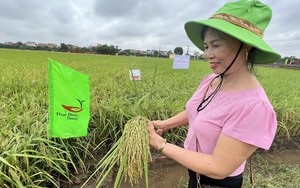 Giống lúa TBR87 của ThaiBinh Seed có vị thế nào mà nông dân thu hoạch xong đem nấu lên ăn tấm tắc khen ngon?