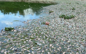 Kinh hoàng hàng tấn cá chết nổi trắng kênh Đa Cô ở Đà Nẵng