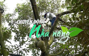 Chuyển động Nhà nông 13/9: Lâm Đồng khuyến cáo không thu hoạch sầu riêng non