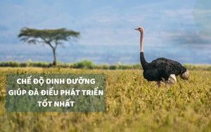 Hàng chục món ngon từ loại thịt "chim khổng lồ", nuôi như nuôi gà ta tại Ngày hội ẩm thực ở Khánh Hòa - Ảnh 12.