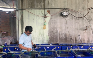 Cá khoang cổ là cá gì mà một trường Đại học ở Khánh Hòa đang nâng cao tỷ lệ sống, độ màu sắc?