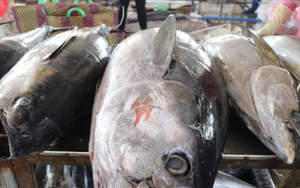 Bất ngờ về tỷ phú đánh bắt loài cá ngừ đại dương ở Phú Yên 