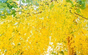 Choáng váng với cây cảnh "mưa vàng" hoa lệ, sang quý, trồng trong sân, gia đình no đủ, thịnh vượng 