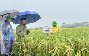 Giống lúa của ThaiBinh Seed, điểm sáng trong sản xuất nông nghiệp tỉnh Vĩnh Phúc