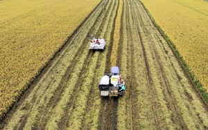 Nhiều quốc gia đặt vấn đề mua gạo của Việt Nam, xuất khẩu gạo năm 2023 sẽ vượt kỷ lục 