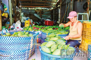 Nguồn cung khan hiếm, giá một loại quả có nguồn gốc từ Đài Loan trồng nhiều ở ĐBSCL tăng cao