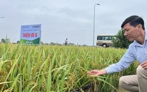 Cấy giống lúa Đài Thơm 8 và Thiên ưu 8 thế hệ mới, nông dân Hà Nội mang thóc lên bờ là có tiền