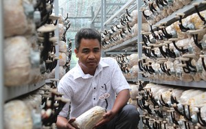 Ninh Thuận: Nuôi trồng thành công nấm quế linh chi quý hiếm ở Vườn Quốc gia Phước Bình 