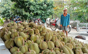 Hái trái từ 78 cây sầu riêng ví như &quot;cây tiền tỷ&quot;, ông nông dân Hậu Giang bán kiểu gì cũng lãi lớn