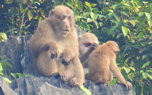 Đàn khỉ mốc quý hiếm bất ngờ xuất hiện gần một khu dân cư ở Quảng Bình, ngồi trên tảng đá