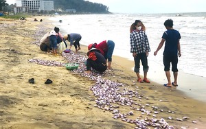 Loài sò có màu tím đẹp mắt ở đâu dạt vào bờ, người dân Hà Tĩnh đổ xô ra vớt