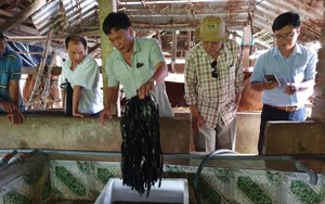 Mô hình nuôi lươn không bùn tiếp tục nhân rộng ở Phú Yên trong năm 2023