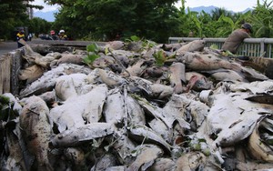 Gần 13 tấn cá chết tại Đà Nẵng do đâu?