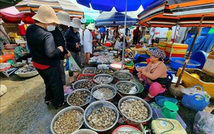 Chợ quê ở Ninh Thuận cảnh đẹp tựa tranh vẽ, đến nơi thấy la liệt tôm, cá, mực tươi roi rói