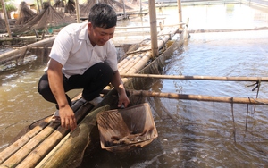 Liên kết nuôi cá đặc sản từ nguồn vốn này, nông dân Nam Định thêm của ăn của để