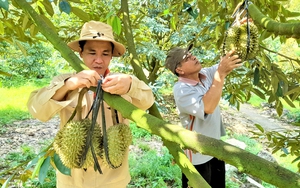 Được Hội Nông dân hỗ trợ, ông nông dân Đồng Nai trồng sầu riêng sạch, thu 4 tỷ đồng/năm