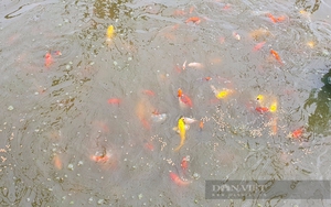 Trồng mai vàng, nuôi cá cảnh ở huyện Bình Chánh gặp khó vì nguồn nước ô nhiễm
