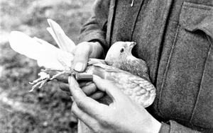 Chim bồ câu - “chiến sỹ thông tin” đắc lực một thời