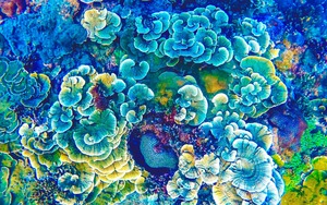 Ngỡ ngàng trước vẻ đẹp rạn san hô, sinh vật dưới đáy biển Đà Nẵng
