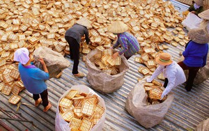 Ngôi làng ở ngoại thành Hà Nội biến cỏ dại thành sản phẩm "cực chất" xuất khẩu đi khắp châu Á